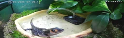 Skink reptiles for sale: 2 x Female Crocodile Skinks for Sale CB25 - Advert 1