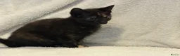 Mixed Breed cats for sale: Beautiful Female Kittens Ready for Forever Homes - Advert 14