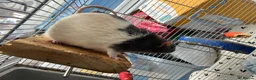 Rat rodents for sale: 4 male rats for rehoming in Looe - Advert 4