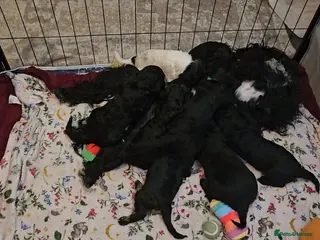 Mixed Breed dogs Bundles of love ❤️ and fun!! - Advert 1