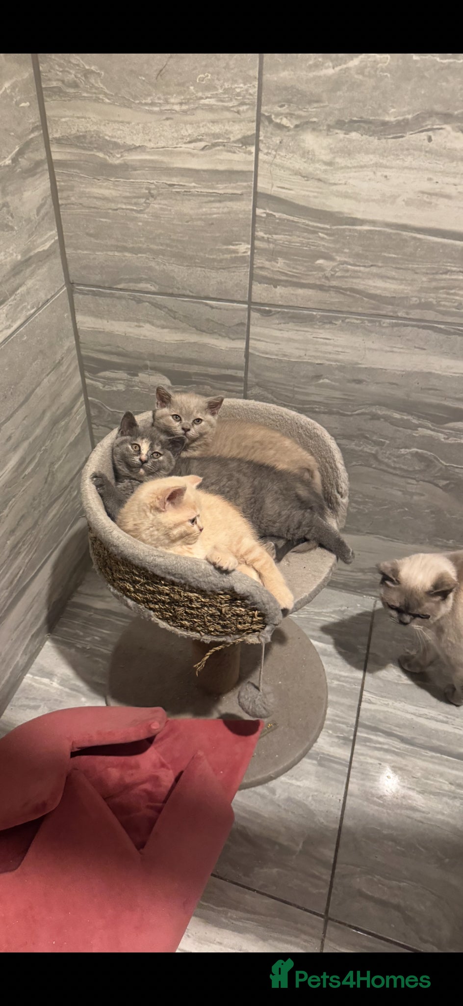 British Shorthair cats BEAUTIFUL 2 GIRLS 1 BOY BSH  - Advert 1