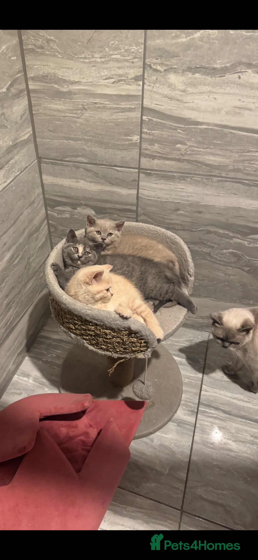 British Shorthair cats for sale: BEAUTIFUL 2 GIRLS 1 BOY BSH  - Advert 1