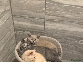 British Shorthair cats BEAUTIFUL 2 GIRLS 1 BOY BSH - Advert 2