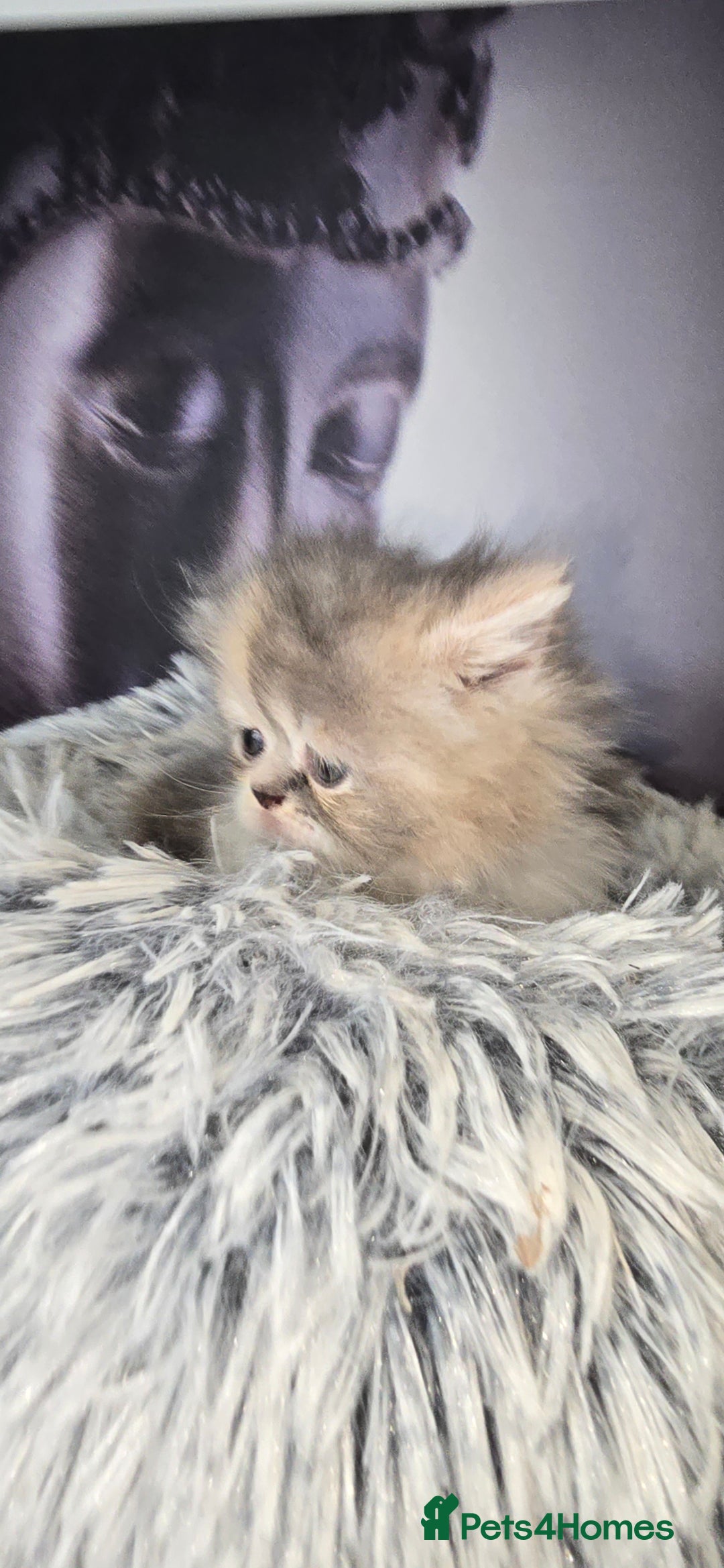 Persian cats for sale: 😻 Stunning persian kittens  - Image 4