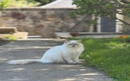 Ragdoll cats for sale: Rare Ragdoll Kitten - Image 1