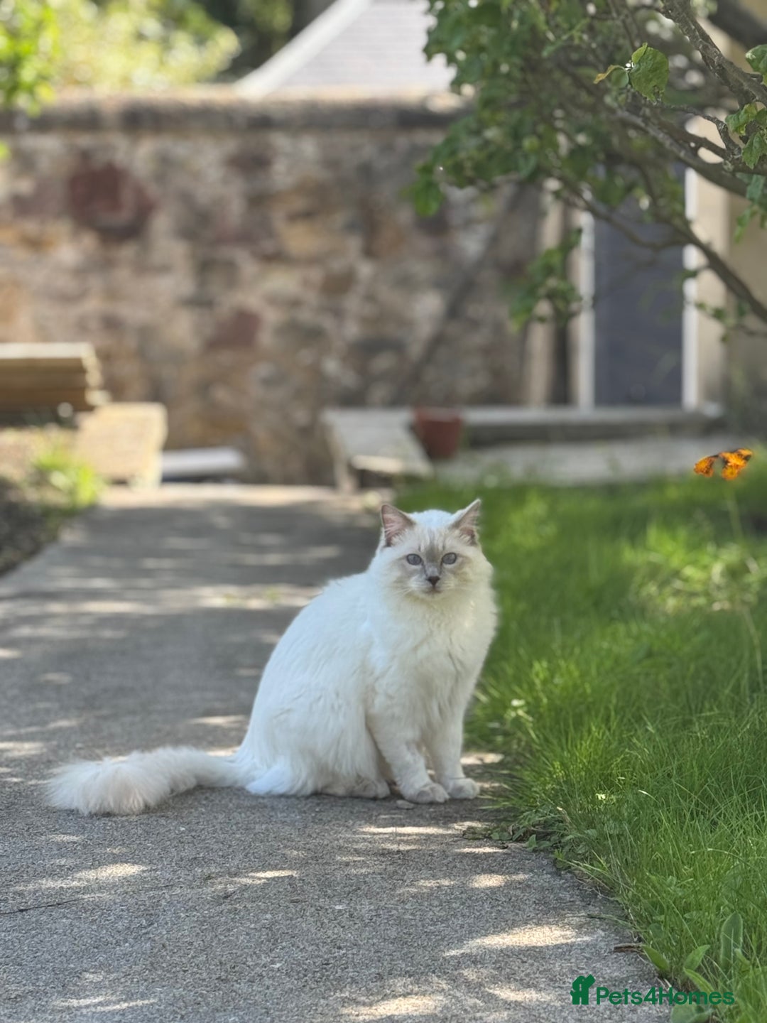 Ragdoll cats for sale: Rare Ragdoll Kitten - Image 1