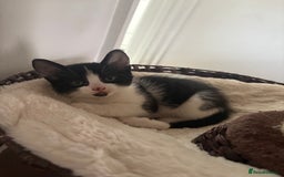 Mixed Breed cats for sale: Beautiful mixed breed kittens - Image 36