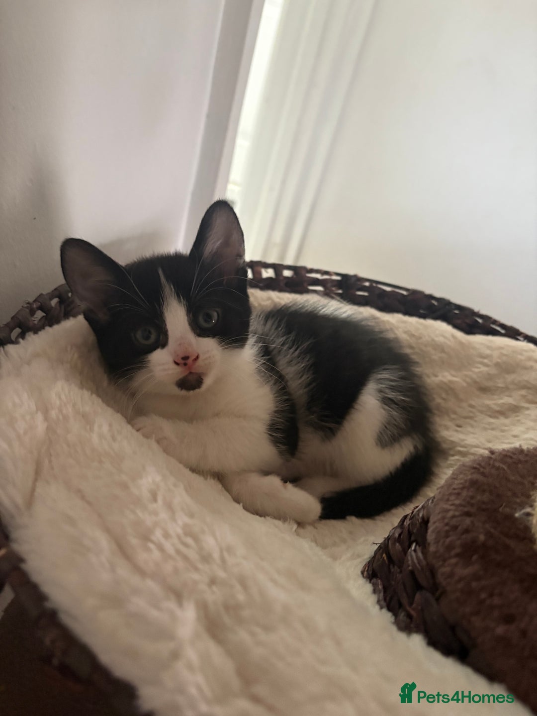Mixed Breed cats for sale: Beautiful mixed breed kittens - Image 36