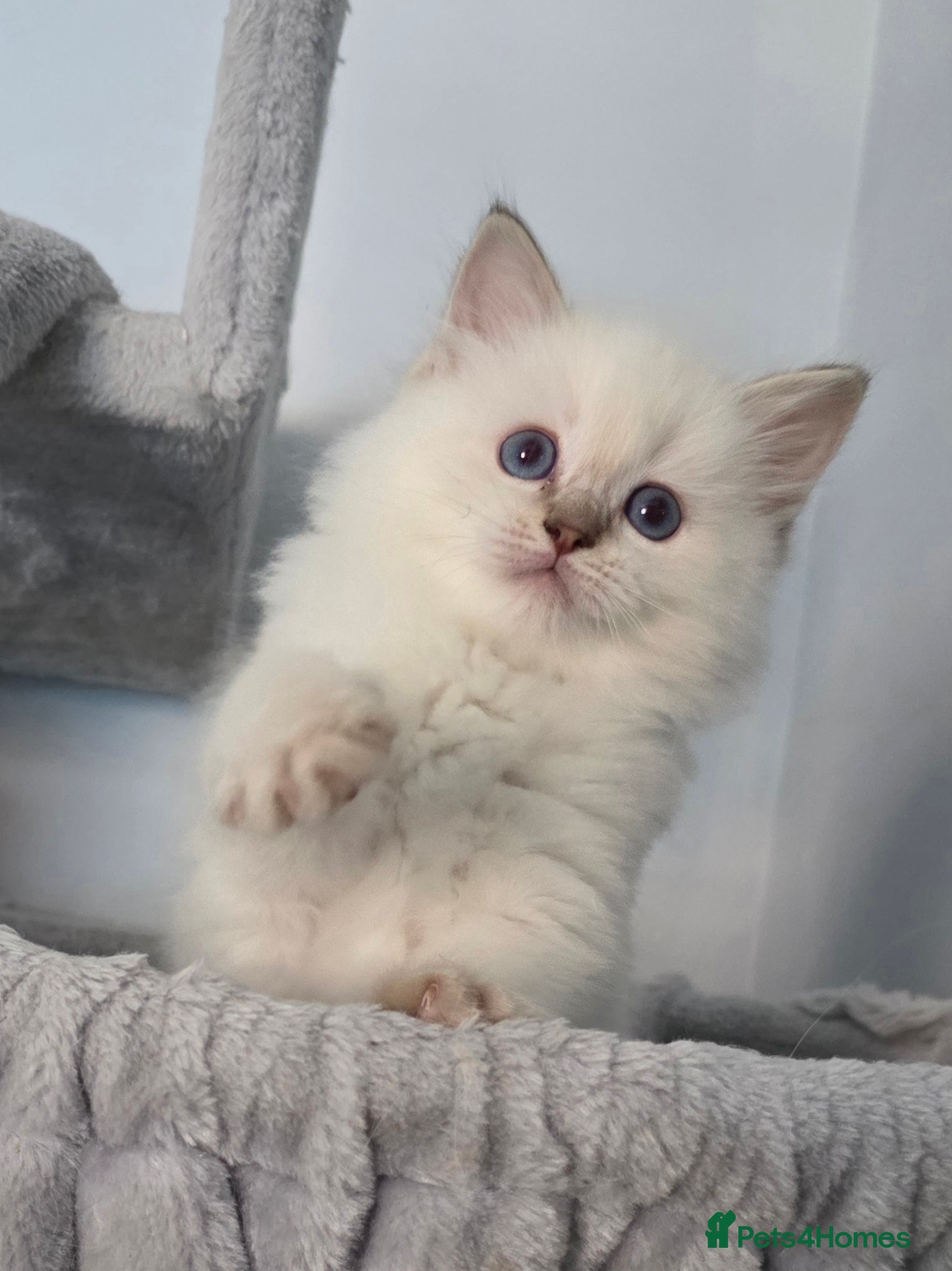 Ragdoll cats GCCF REGISTERED RAGDOLL KITTENS  - Advert 1