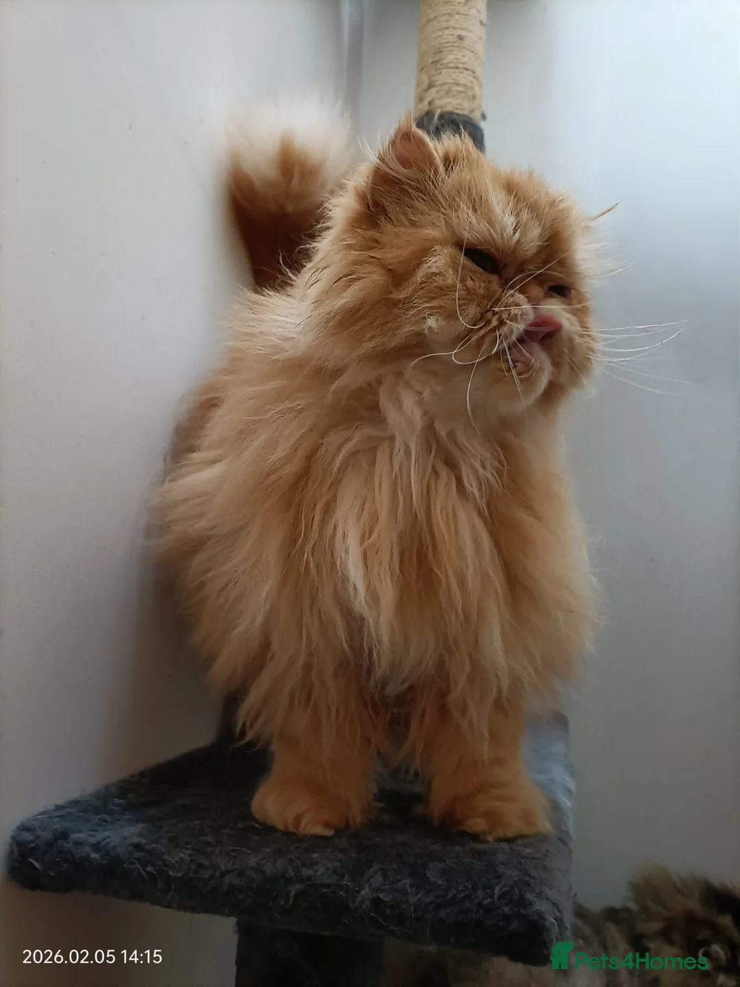 Persian cats for sale: 2 Persians looking for new homes in Stoke-on-Trent - Advert 2