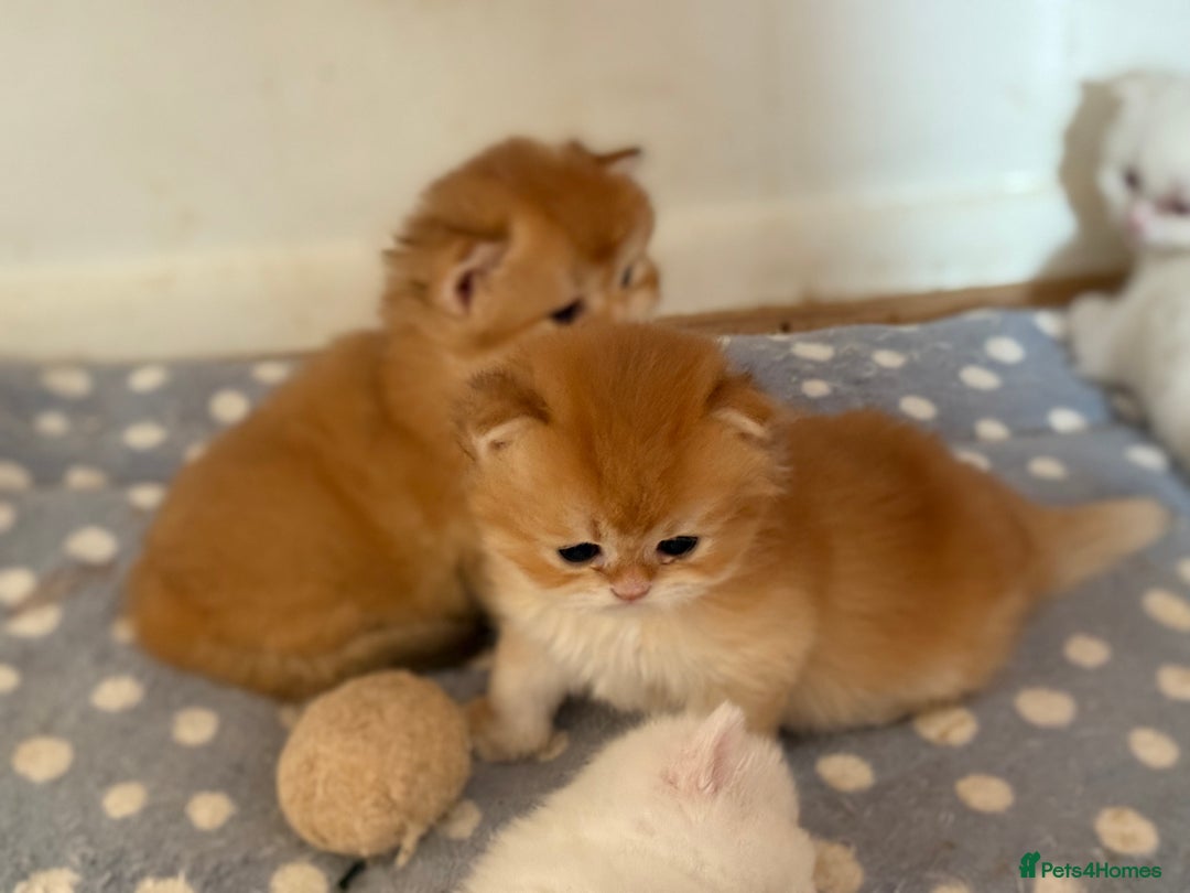 British Longhair cats for sale: GCCF reg BLH Black and Chocolate Golden kittens - Image 32