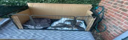 Staffordshire Bull Terrier dogs for sale: Staffy pups - Advert 4