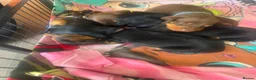 Dachshund dogs for sale: Adorable Dachshund puppies for sale - Advert 4
