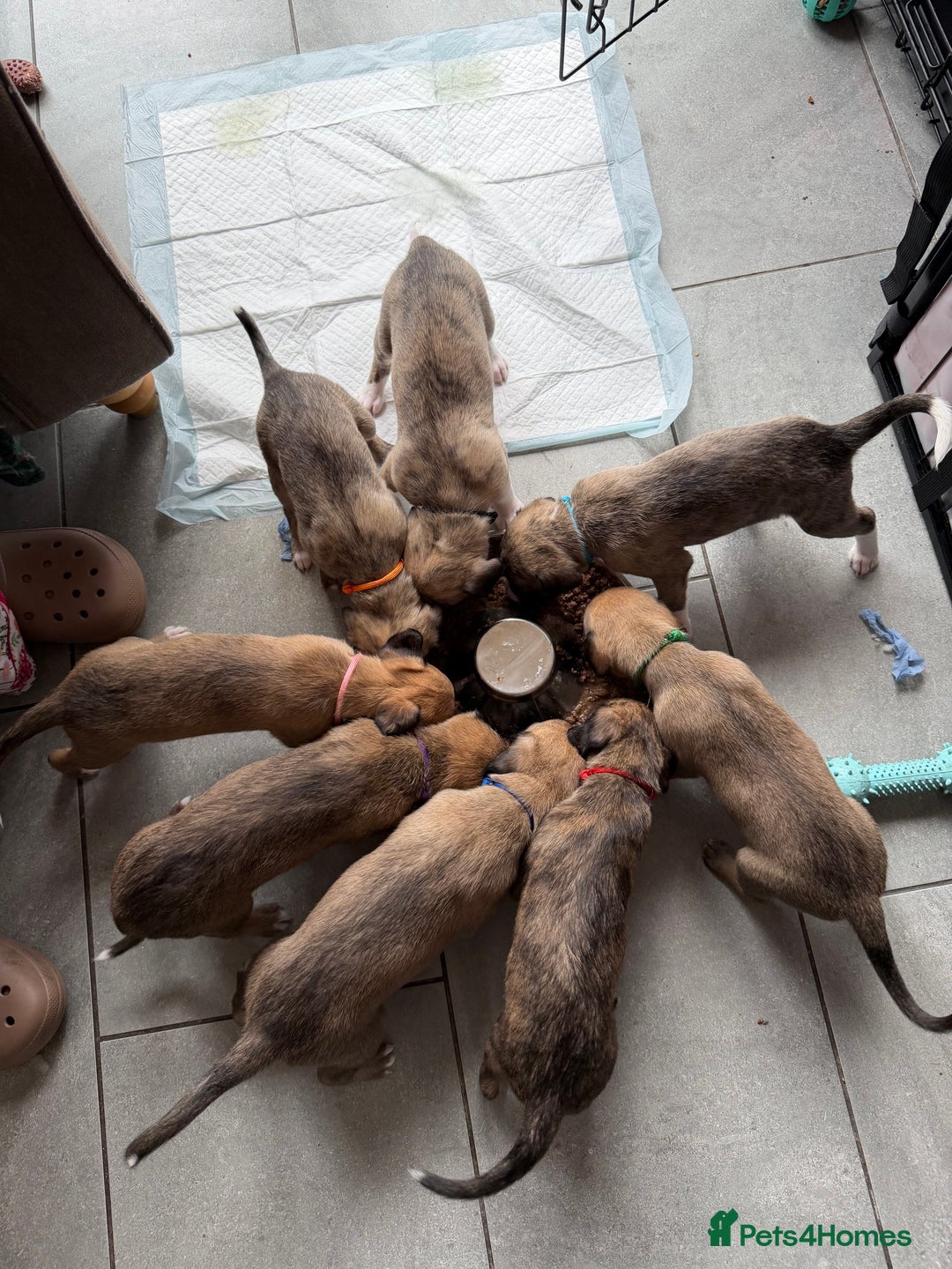 Mixed Breed dogs for sale: Bedlington x Whippet - Advert 1