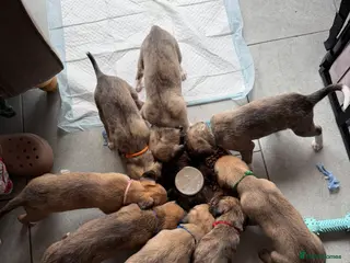 Mixed Breed dogs Bedlington x Whippet - Advert 1