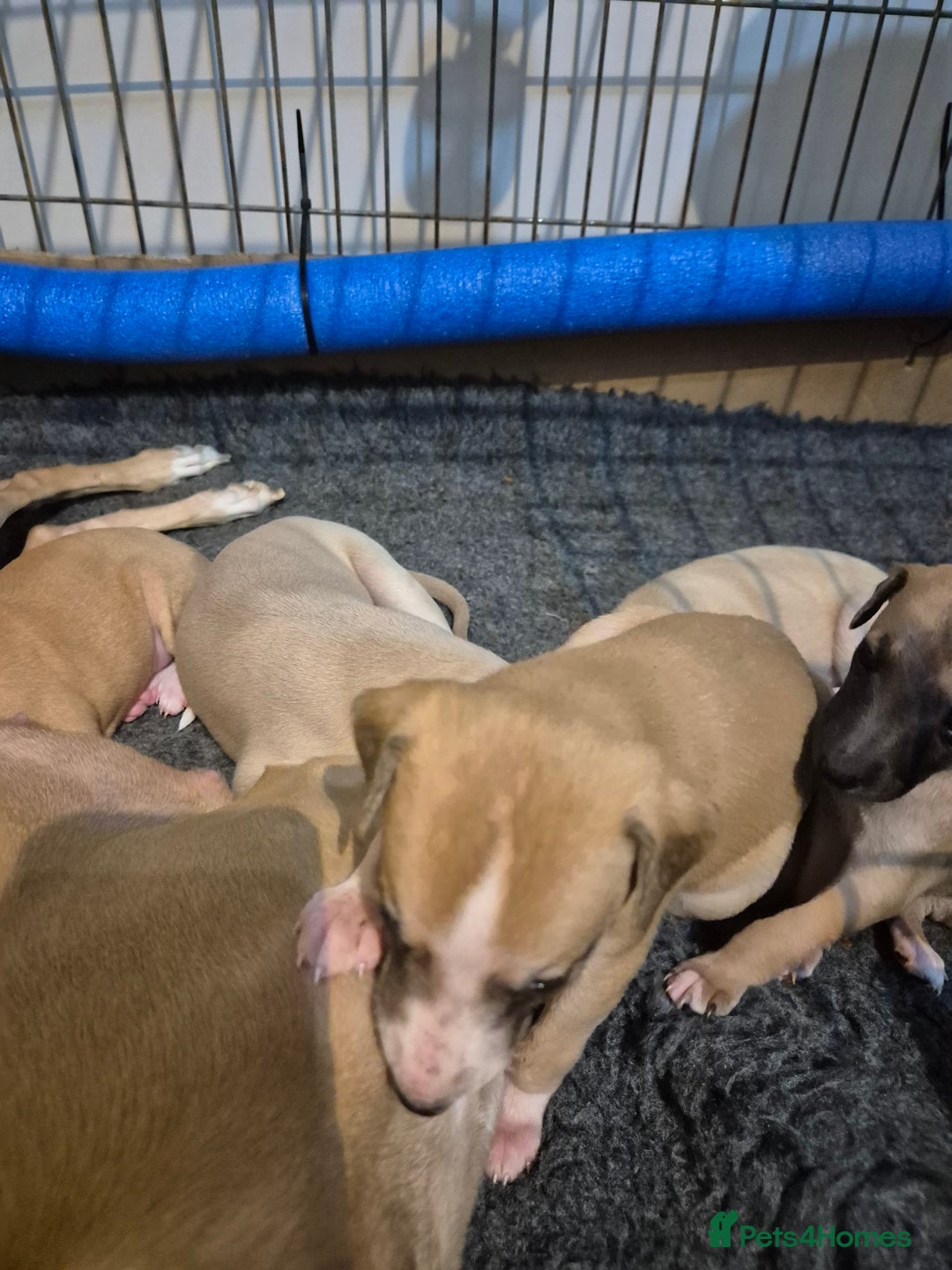 Whippet dogs for sale: 5 fawn kc whippet puppies beauitful markings  - Image 7