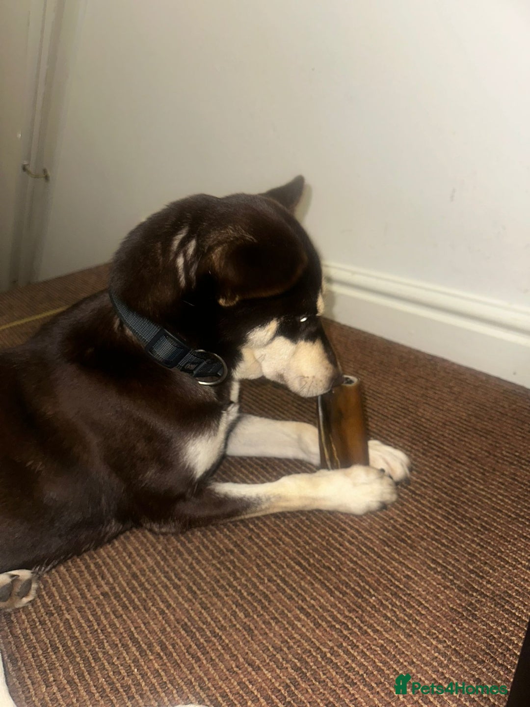 Sprocker dogs for adoption: 💖🐶 NOVA 🐶💖 - Advert 7