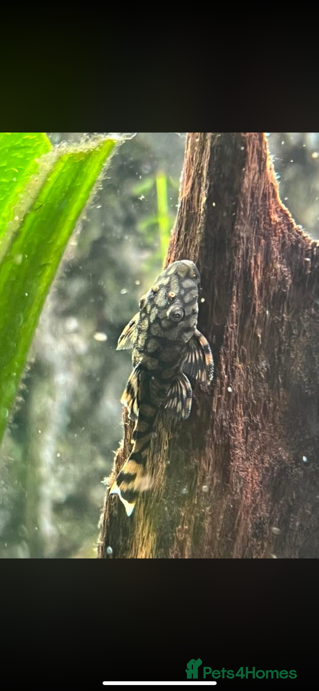 Plecos fish for sale: L519 Honeycomb Plecos  - Advert 7