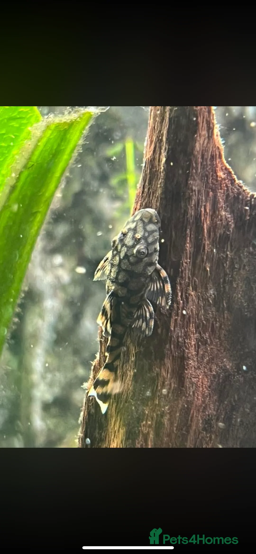 Plecos fish for sale: L519 Honeycomb Plecos  - Advert 7