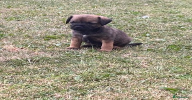 Border Terrier dogs - Advert 5