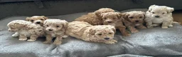 Maltipoo dogs for sale: Maltipoo Puppies 💗 in Stanmore - Advert 24