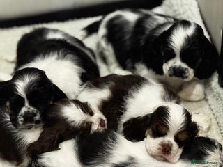 American Cocker Spaniel dogs American Cocker Spaniel Puppies - Advert 1