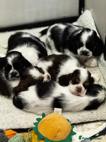 American Cocker Spaniel dogs American Cocker Spaniel Puppies - Advert 1