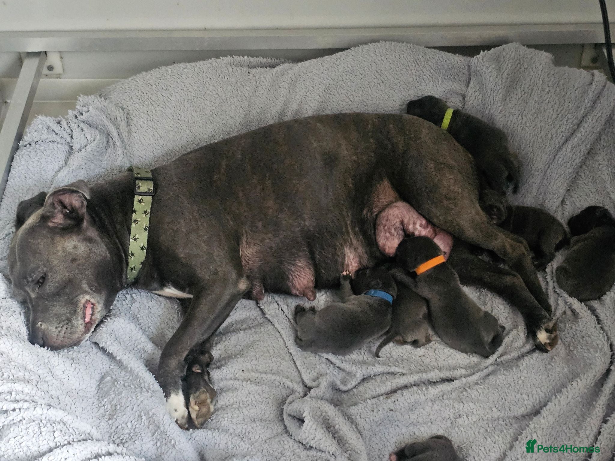 Staffordshire Bull Terrier dogs Hi we are 8 kc blue staffordshire pups - Advert 2