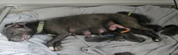Staffordshire Bull Terrier dogs for sale: Hi we are 8 kc blue staffordshire pups in Monmouth - Advert 2