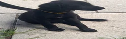 Mixed Breed dogs for sale: Beautiful F1 Bedlington Whippet  in Bradford - Advert 13