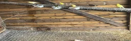 Canaries birds for sale: 12 canaries & 8 finches - Advert 3