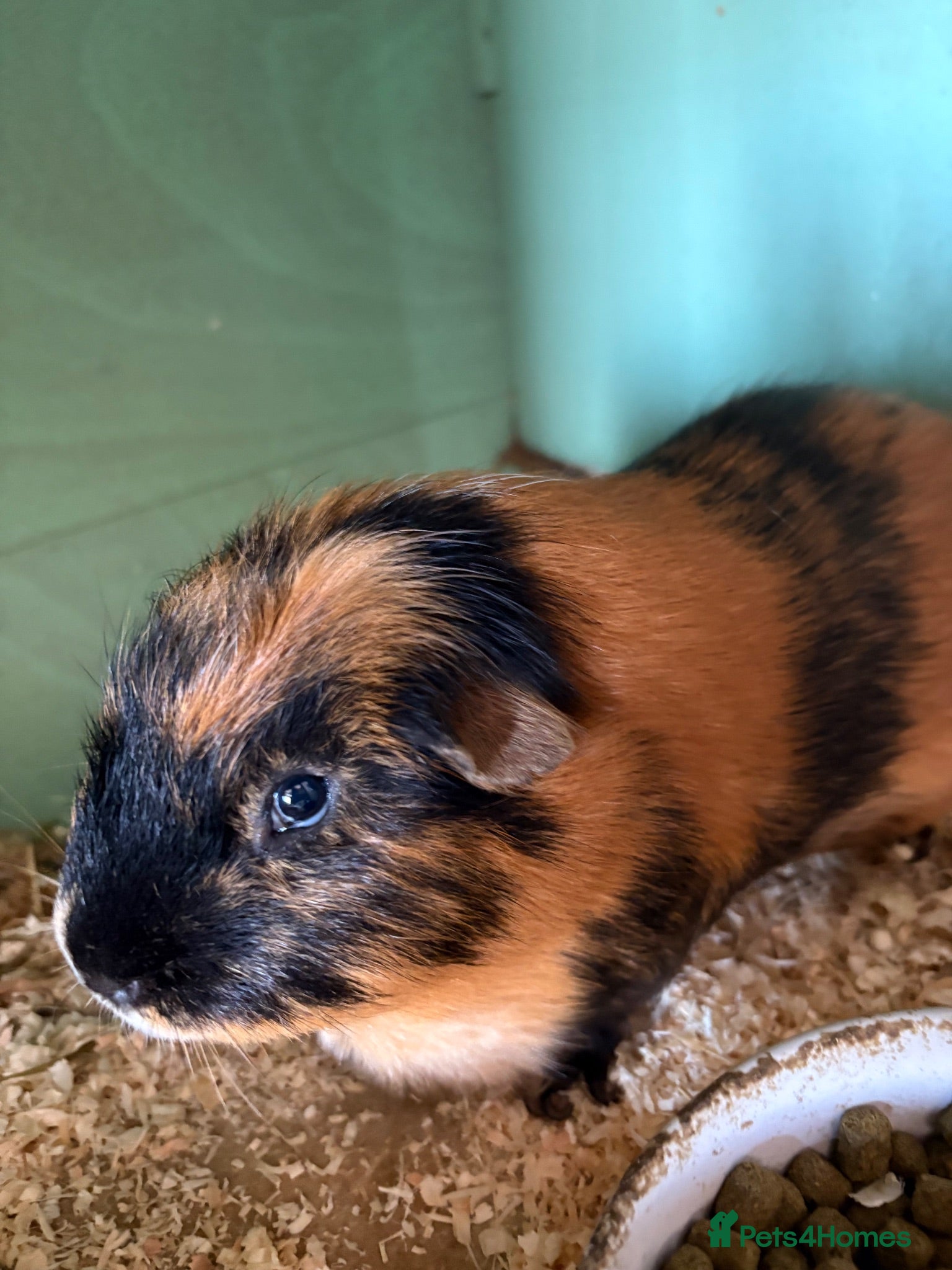 Guinea Pig rodents 1 male guinea pig 3.5 years old - Advert 17