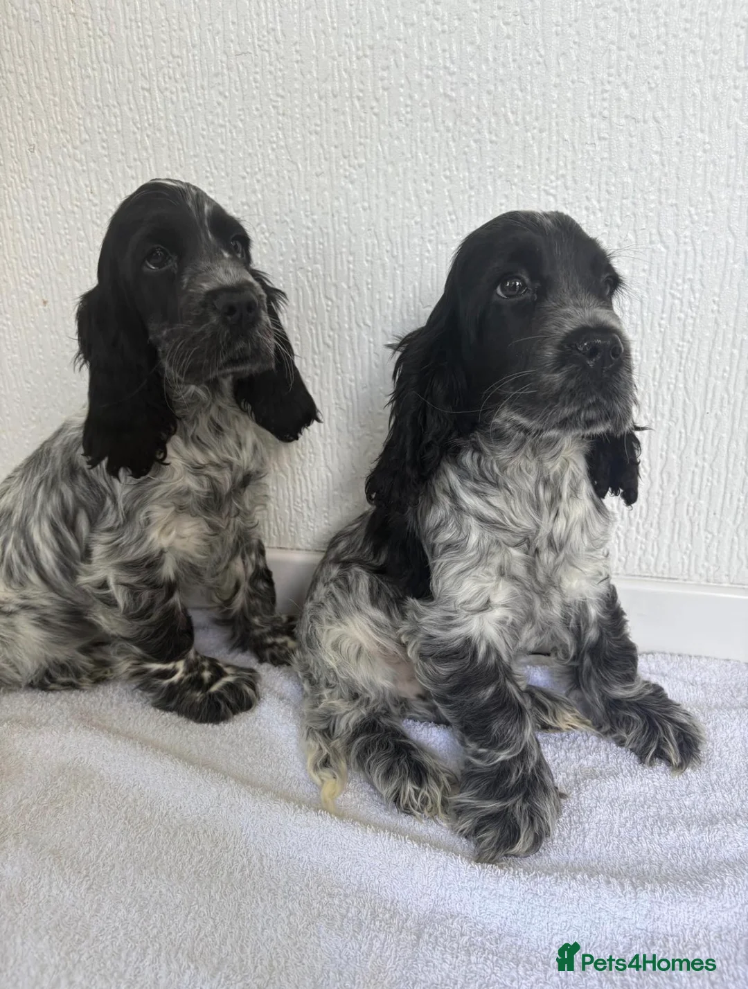 Cocker Spaniel dogs for stud: Blue Roan and Tan Show Cocker Spaniel  - Advert 4