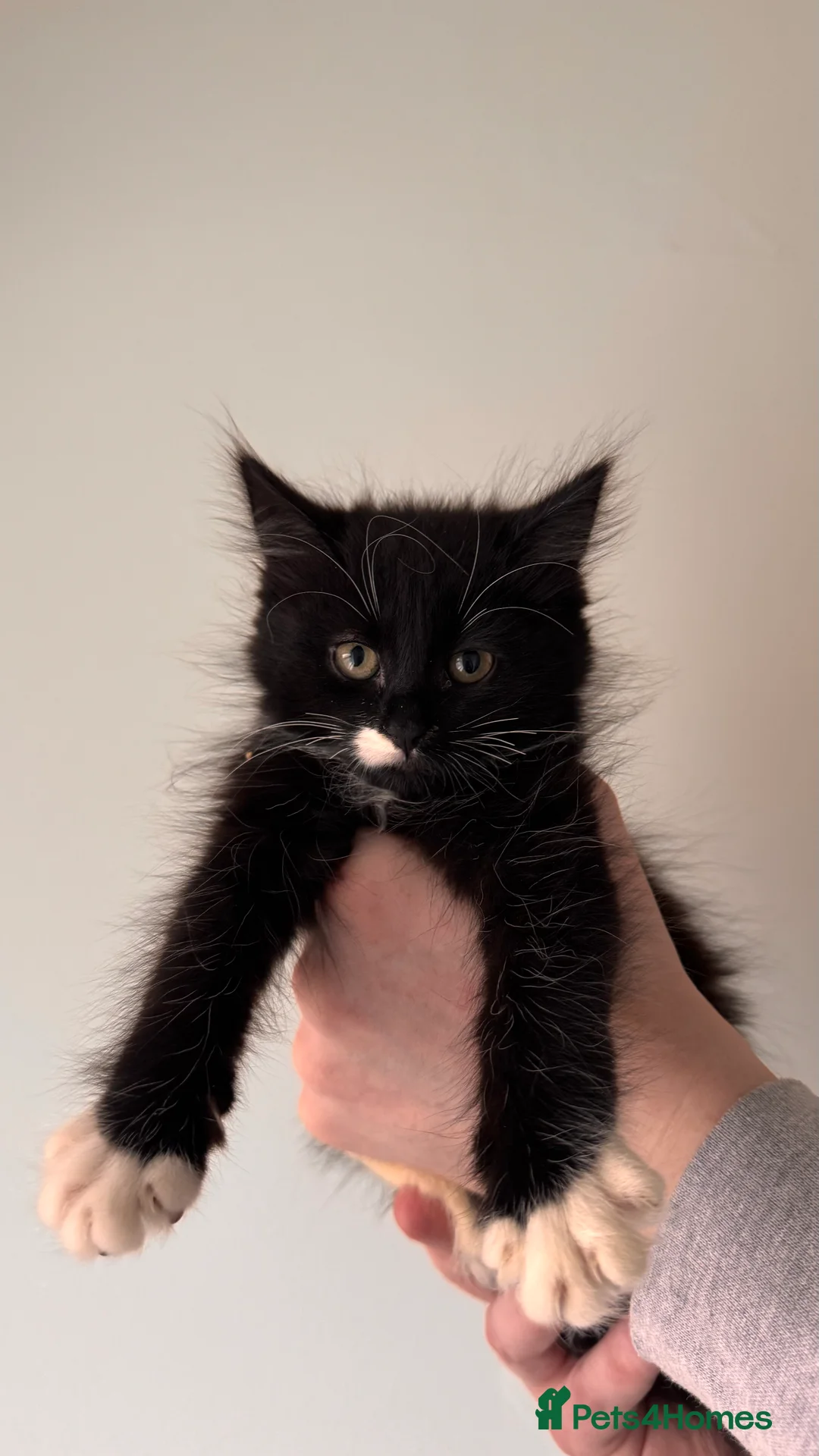 Maine Coon cats for sale: 2 Kittens looking for a loving home.  - Advert 4