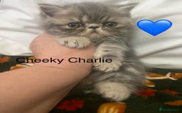 Persian cats for sale: EXCEPTIONAL LITTER PERSIAN EXOTIC KITTENS - Image 7