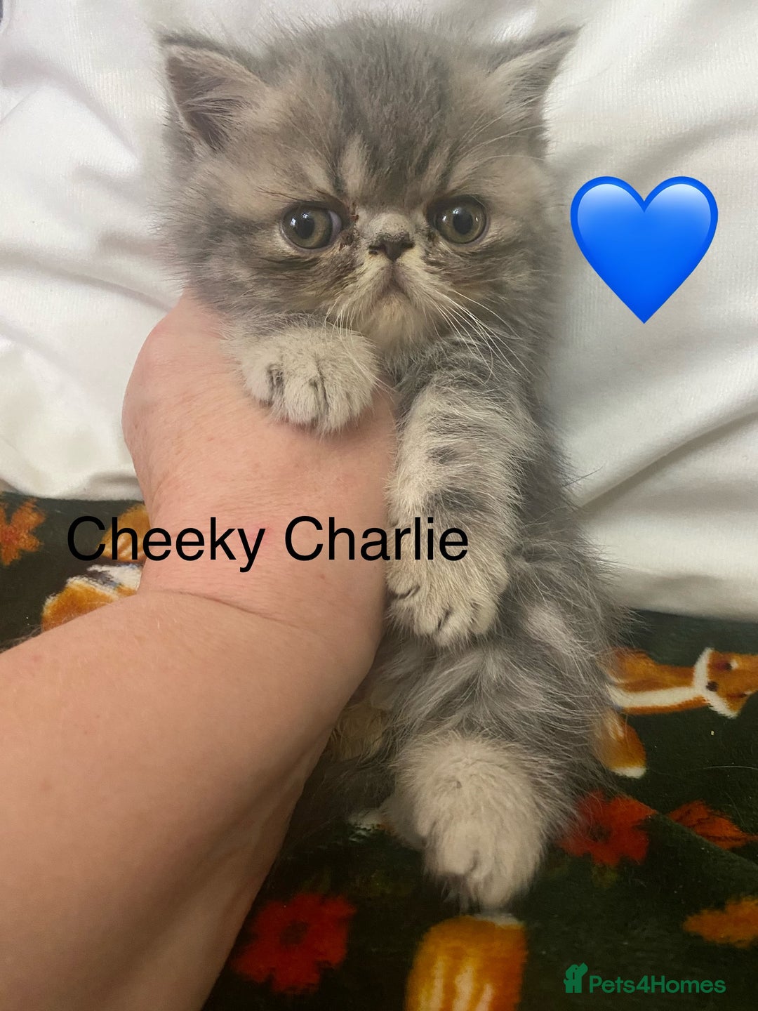 Persian cats for sale: EXCEPTIONAL LITTER PERSIAN EXOTIC KITTENS - Image 7