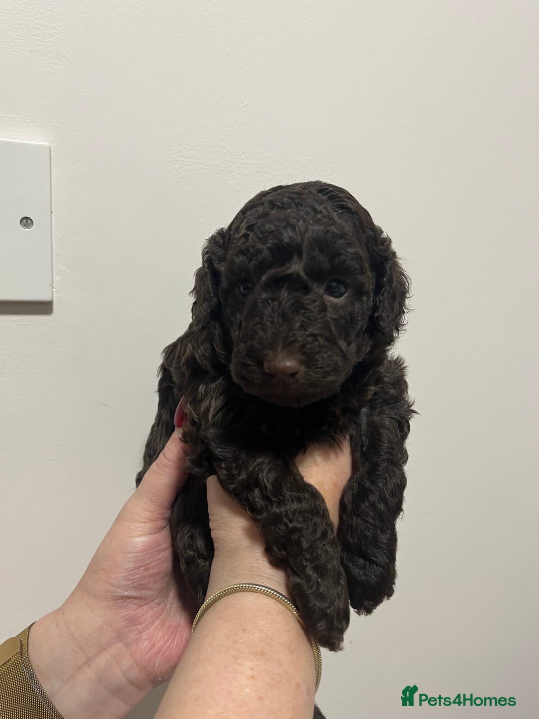 Cockapoo dogs for sale: Gorgeous toy cockapoo puppies  - Advert 4