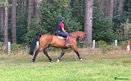 Irish Sports horses for sale: Super safe schoolmaster  - Image 4