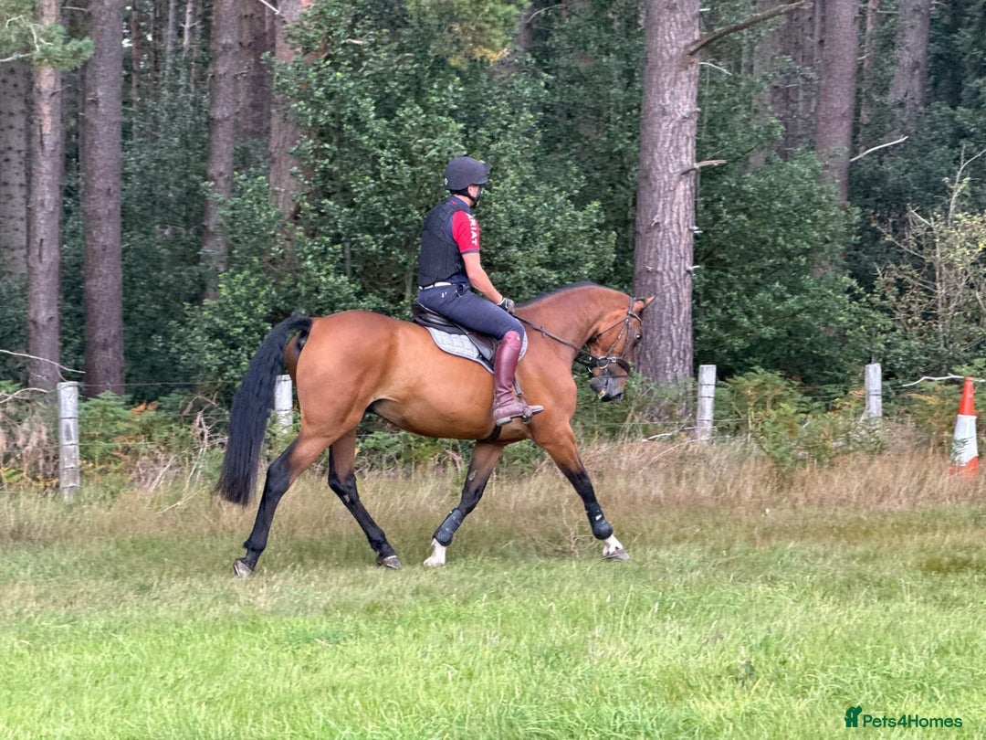 Irish Sports horses for sale: Super safe schoolmaster  - Image 4