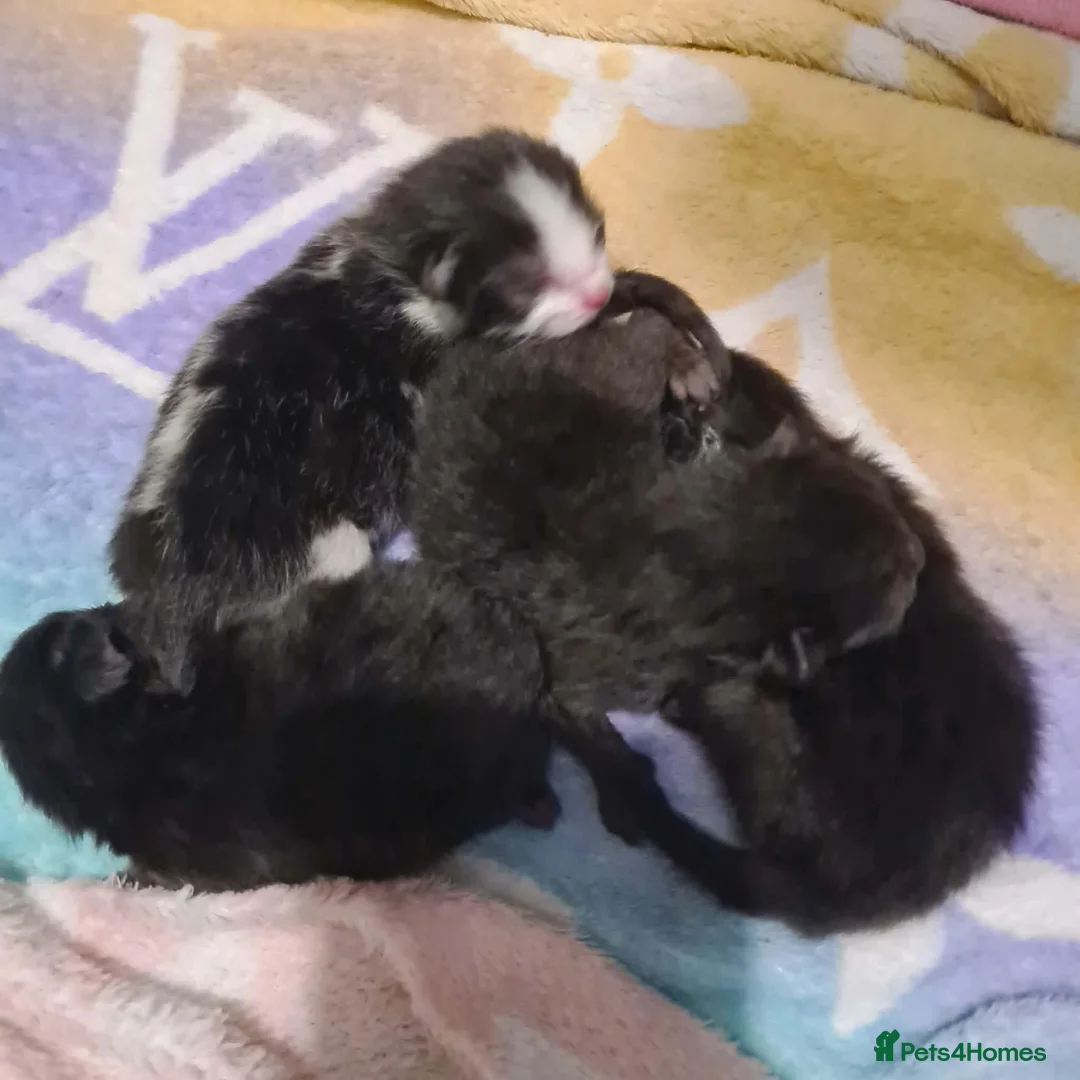 Mixed Breed cats for sale: Beautiful Ragdoll x British Short-haired Kittens in Wisbech - Advert 2