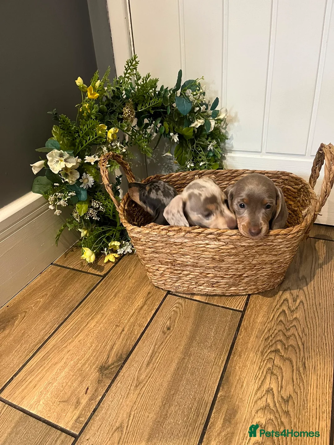 Miniature Dachshund dogs for sale: MINIATURE DACHSHUND PUPPIES  - Advert 1