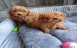 Poodle dogs for sale: Red miniature poodle  - Image 6