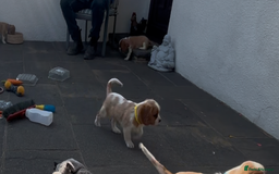 Cavalier King Charles Spaniel dogs for sale: Cavalier King Charles Spaniel  - Image 19