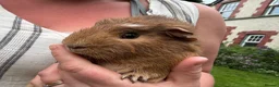 Guinea Pig rodents for sale: Make Guinea pigs  - Advert 3