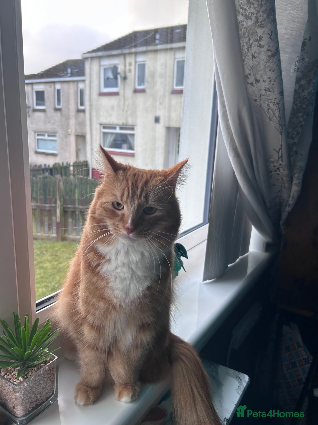 Mixed Breed cats for sale: Beautiful boy looking for a loving forever home - Advert 4