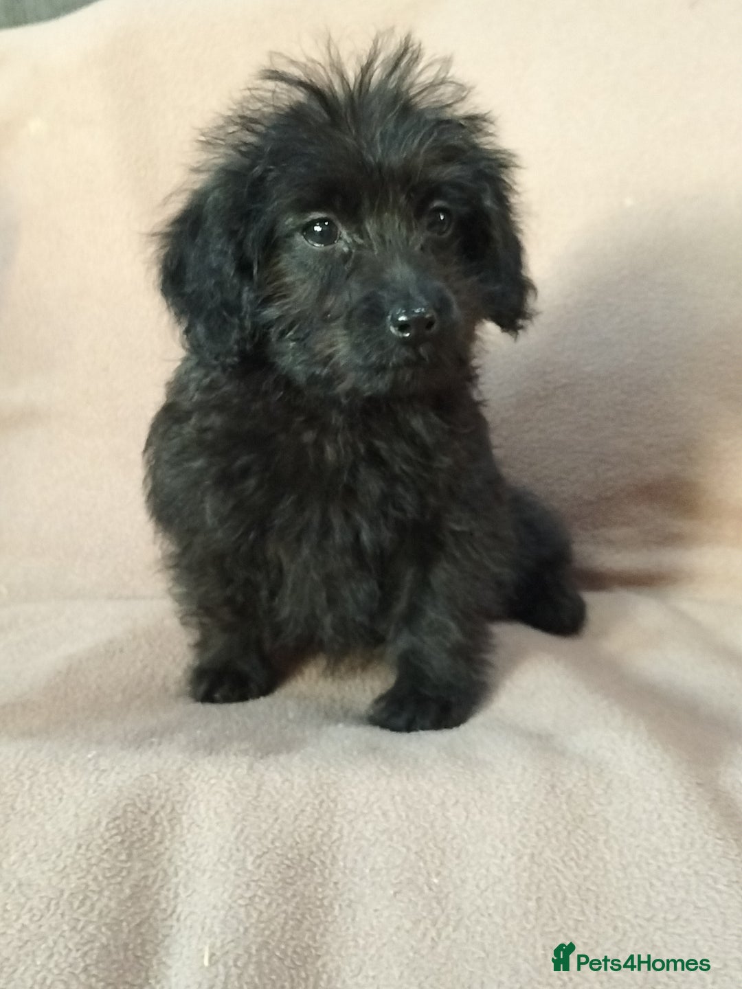 Labradoodle dogs for sale: Miniature Labradoodle puppies  - Image 23