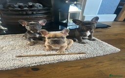 French Bulldog dogs for sale: 3 Gorgeous French Bulldog puppies  - Image 10