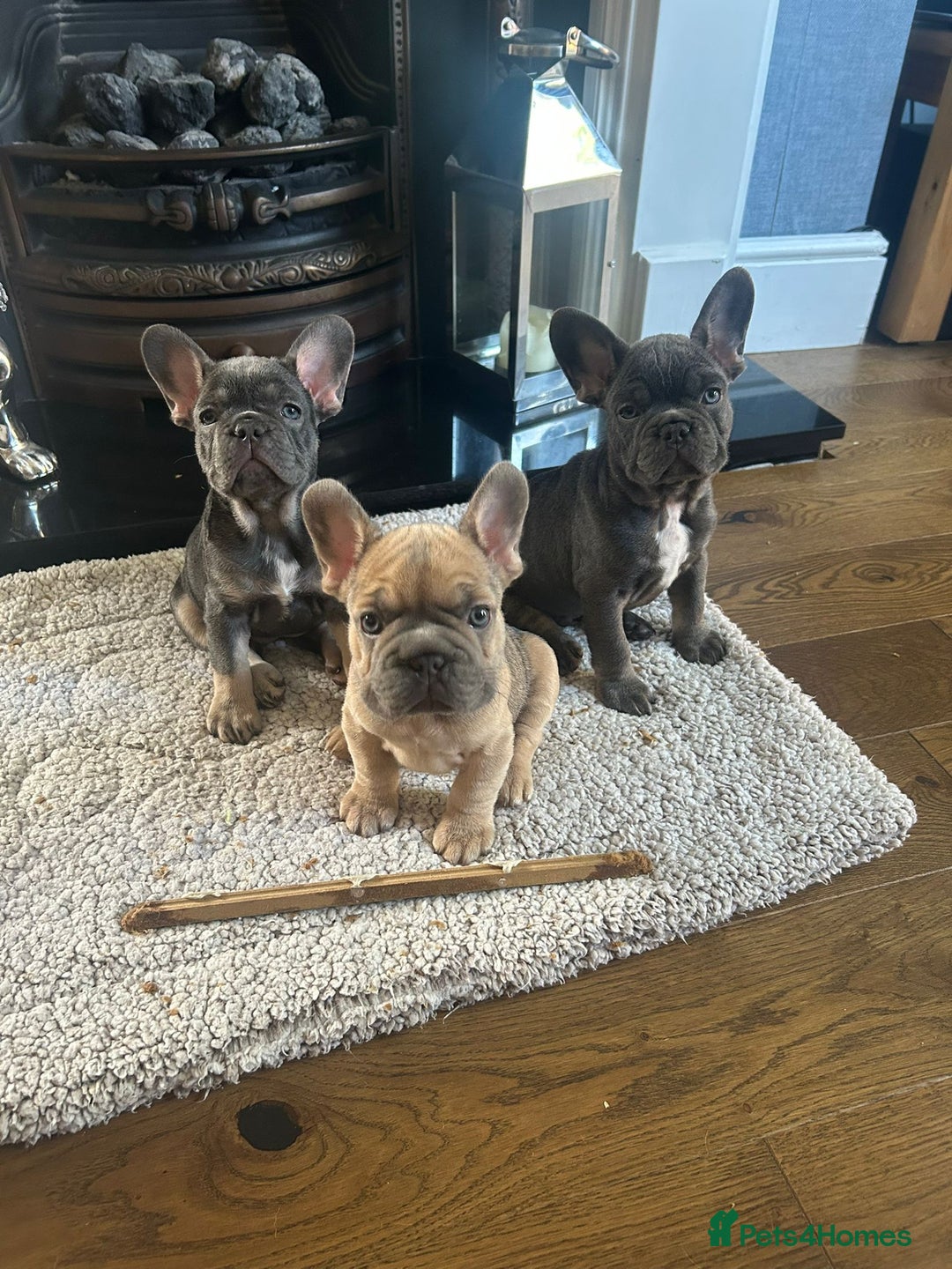 French Bulldog dogs for sale: 3 Gorgeous French Bulldog puppies  - Image 10