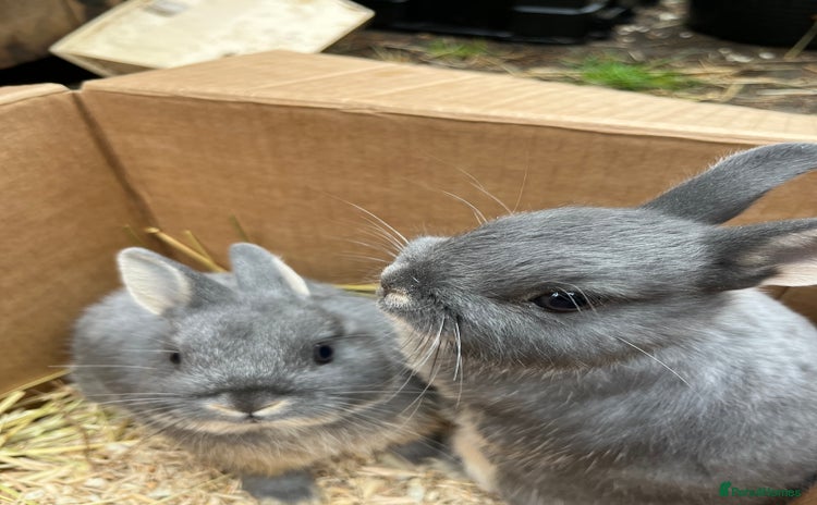 Netherland Dwarf rabbits - Advert 6