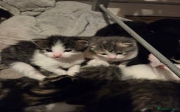 Mixed Breed cats for sale: Kittens ready now - Image 10